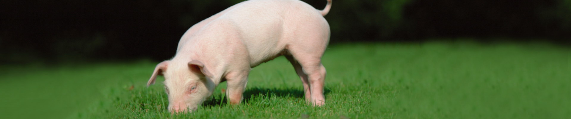 平博·(pinnacle)官方网站