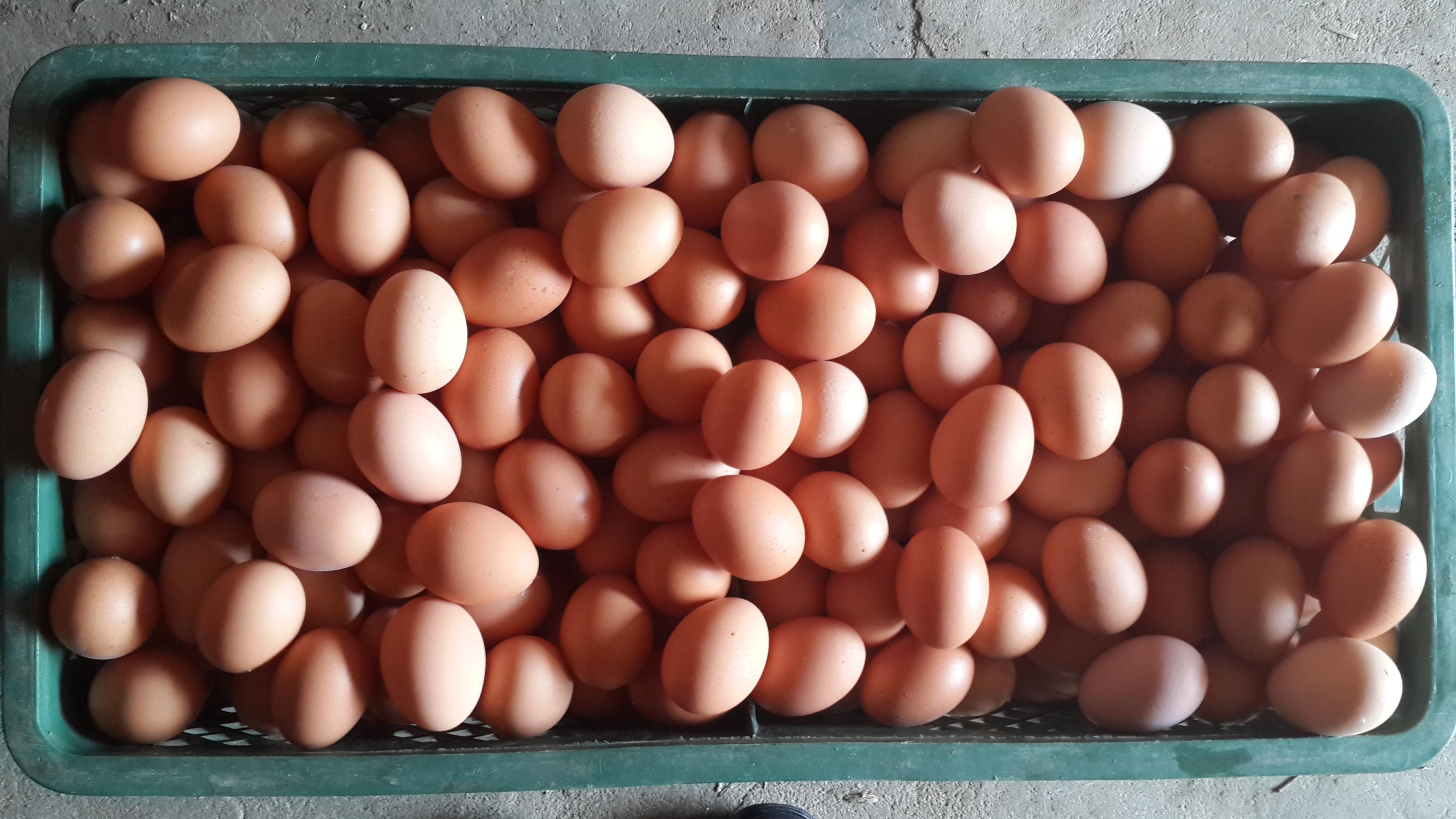 平博·(pinnacle)官方网站