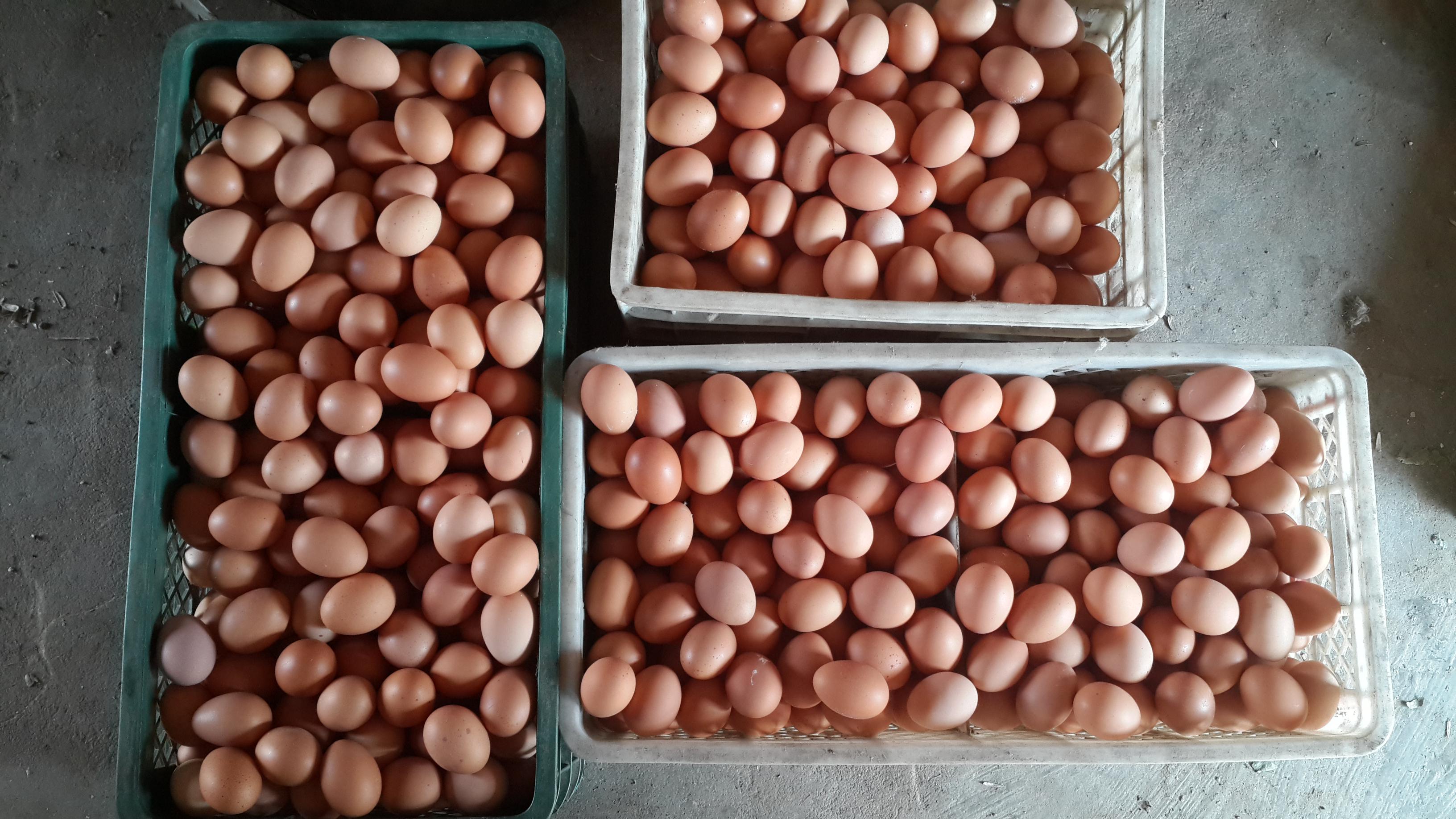 平博·(pinnacle)官方网站