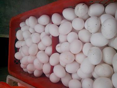 平博·(pinnacle)官方网站