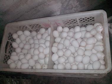 平博·(pinnacle)官方网站