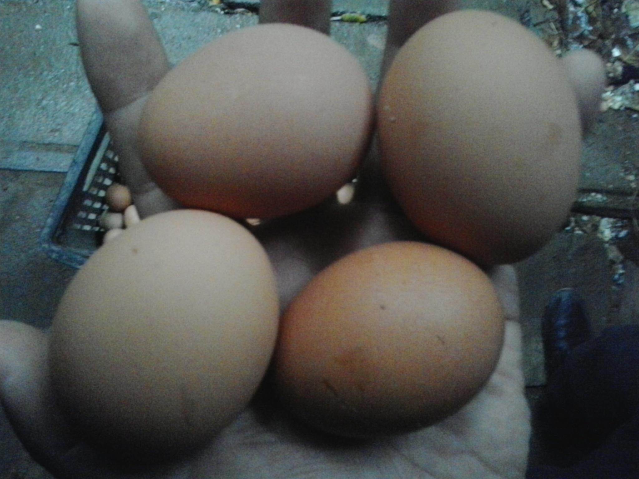 平博·(pinnacle)官方网站