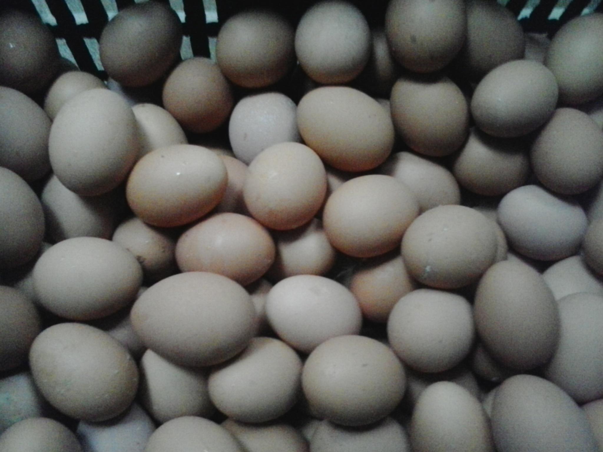 平博·(pinnacle)官方网站