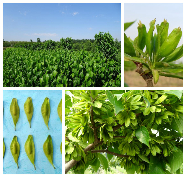 平博·(pinnacle)官方网站